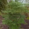Ein 1,80 m großes und ein Dutzend Jahre altes Exemplar von NOTHOFAGUS betuloides im Vallonchêne-Garten Ein 1,80 m großes und ein Dutzend Jahre altes Exemplar von NOTHOFAGUS betuloides im Vallonchêne-Garten