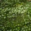 Hunderte winzige Blätter von NOTHOFAGUS betuloides Hunderte winzige Blätter von NOTHOFAGUS betuloides