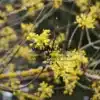 Gros plan sur les fleurs jaunes du CORNUS officinalis en plein hiver Gros plan sur les fleurs jaunes du CORNUS officinalis en plein hiver