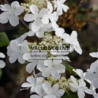 Nahaufnahme der weiĂen BlĂŒten von VIBURNUM furcatum