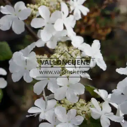 Gros plan sur le fleurs blanches du VIBURNUM furcatum Gros plan sur le fleurs blanches du VIBURNUM furcatum