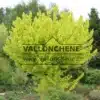 Sujet d'une quinzaine d'année de l'ACER platanoides 'Princeton Gold' avec son feuillage d'un jaune lumineux Sujet d'une quinzaine d'année de l'ACER platanoides 'Princeton Gold' avec son feuillage d'un jaune lumineux