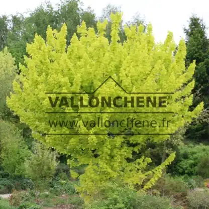 Sujet d'une quinzaine d'année de l'ACER platanoides 'Princeton Gold' avec son feuillage d'un jaune lumineux Sujet d'une quinzaine d'année de l'ACER platanoides 'Princeton Gold' avec son feuillage d'un jaune lumineux