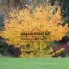 Couleurs automnale flamboyantes de l'ACER platanoides 'Princenton Gold' Couleurs automnale flamboyantes de l'ACER platanoides 'Princenton Gold'