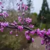 Flores rosas sobre la madera desnuda de CERCIS canadensis 'Forest Pansy' en marzo.