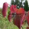 Follaje rojo del CERCIS canadensis 'Forest Pansy' en primavera