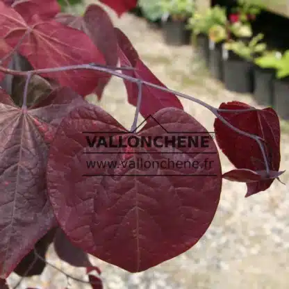 Hojas rojas del CERCIS canadensis 'Forest Pansy'