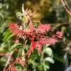 Pousses roses du KOELREUTERIA paniculata 'Coral Sun'