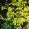 Yellow leaves in spring of ACER campestris 'Postelense'