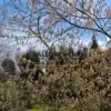 ACER negundo 'Kelly's Gold' cubierto de cientos de flores en primavera