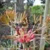 Triebe von AESCULUS pavia 'Atrosanguinea'