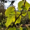 Gros plan sur le feuillage jaune du CARPINUS x betulus 'Williamson's Gold' Gros plan sur le feuillage jaune du CARPINUS x betulus 'Williamson's Gold'