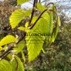 Feuillage jaune et jeune pousse du CARPINUS x betulus 'Williamson's Gold' Feuillage jaune et jeune pousse du CARPINUS x betulus 'Williamson's Gold'