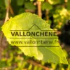 Gros plan sur la feuille jaune entièrement déployée du CARPINUS x betulus 'Williamson's Gold' Gros plan sur la feuille jaune entièrement déployée du CARPINUS x betulus 'Williamson's Gold'