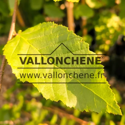 Gros plan sur la feuille jaune entièrement déployée du CARPINUS x betulus 'Williamson's Gold' Gros plan sur la feuille jaune entièrement déployée du CARPINUS x betulus 'Williamson's Gold'