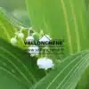 Weiße glockenförmige Blüten von CONVALLARIA majalis 'Albostriata'