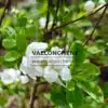 Fleurs d'un blanc pur et feuilles vertes de l'EXOCHORDA x macrantha 'The Bride' Fleurs d'un blanc pur et feuilles vertes de l'EXOCHORDA x macrantha 'The Bride'