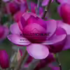 Gros plan sur la fleur ouverte d'un MAGNOLIA 'Black Tulip' toute ouverte
