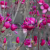 Multiples fleurs d'un rose profond du MAGNOLIA 'Black Tulip' lors de l'éclosion
