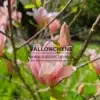 Nahaufnahme einer rosa Blüte der MAGNOLIA 'Coral Lake' Nahaufnahme einer rosa Blüte der MAGNOLIA 'Coral Lake'