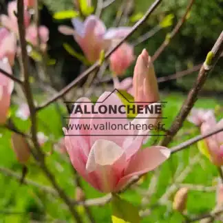 Gros plan sur une fleurs rose du MAGNOLIA 'Coral Lake'