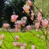 Rosafarbene Blüten des MAGNOLIA 'Coral Lake' im Frühlingssonnenschein Rosafarbene Blüten des MAGNOLIA 'Coral Lake' im Frühlingssonnenschein