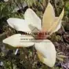 Flor de una MAGNOLIA x 'Sunsation' Flor de una MAGNOLIA x 'Sunsation'