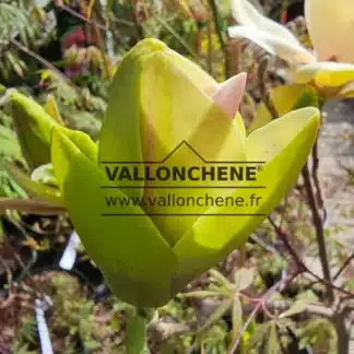 Blütenknospe einer MAGNOLIA x 'Sunsation' beim Aufgehen