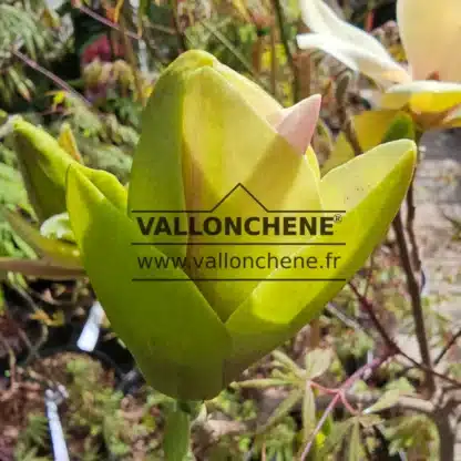 Brotación floral de una MAGNOLIA x 'Sunsation' en proceso de apertura Brotación floral de una MAGNOLIA x 'Sunsation' en proceso de apertura