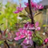Fleurs d'une couleur rose foncé du MALUS 'Appletini'