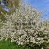 Un MALUS 'Everest' en pleine floraison au printemps