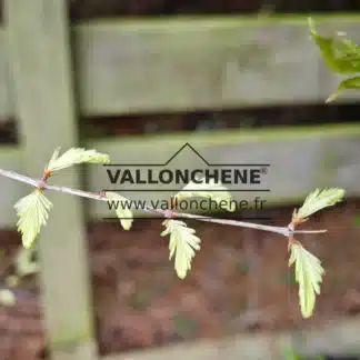 Weiße Triebe des METASEQUOIA glyptostroboides 'Snow Flurries'