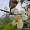 Fleur blanche au coeur jaune du MICHELIA yunnanensis