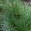 Agujas de un color azul-verde del PINUS schwerinii 'Wiethorst'