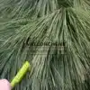 Agujas finas y muy densas del PINUS schwerinii 'Wiethorst' en comparación con un bolígrafo de tinta