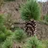 Conos abiertos impresionantes del PINUS schwerinii 'Wiethorst'