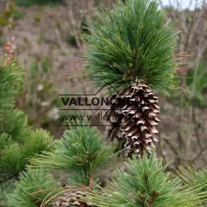 Conos abiertos impresionantes del PINUS schwerinii 'Wiethorst'