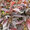 Foliage of PRUNUS serrulata 'Royal Burgundy' of a burgundy red color