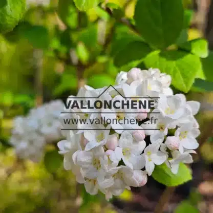 White flowers of VIBURNUM calcephalum