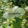 Green leaves of VIBURNUM calcephalum