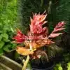 Gros plan sur une pousse printanière de l'AILANTHUS altissima 'Purple Dragon'
