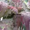 Feuillage pourpre entièrement déployé de l'AILANTHUS altissima 'Purple Dragon'