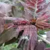 Feuillage pourpre entièrement déployé de l'AILANTHUS altissima 'Purple Dragon'