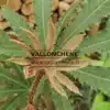 Jeune pousse couleur bronze du BRASSAIOPSIS hispida Jeune pousse couleur bronze du BRASSAIOPSIS hispida
