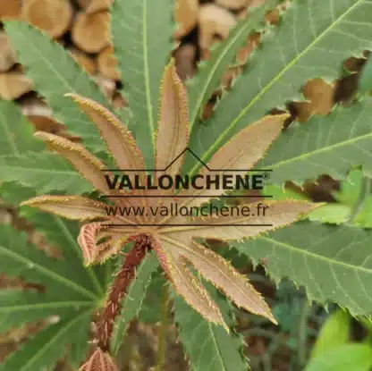 Jeune pousse couleur bronze du BRASSAIOPSIS hispida Jeune pousse couleur bronze du BRASSAIOPSIS hispida