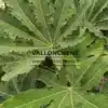 Feuilles vertes entièrement déployées du BRASSAIOPSIS hispida Feuilles vertes entièrement déployées du BRASSAIOPSIS hispida