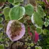 Feuilles panachées de vert, blanc et rose du CERCIS canadensis 'Carolina Sweetheart' (R) ainsi qu'une pousse rose