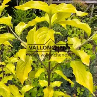 Leuchtend gelbes Laub von CORNUS mas 'Aurea'