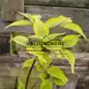 Feuillage vert bordé de jaune du CORNUS x rutgersensis 'Celestial Shadow' Feuillage vert bordé de jaune du CORNUS x rutgersensis 'Celestial Shadow'