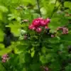Fleurs roses doubles du CRATAEGUS laevigata 'Paul's Scarlet'